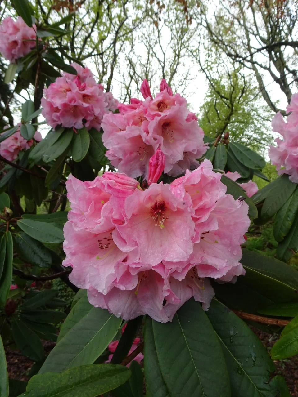 'Charlotte de Rothschild'